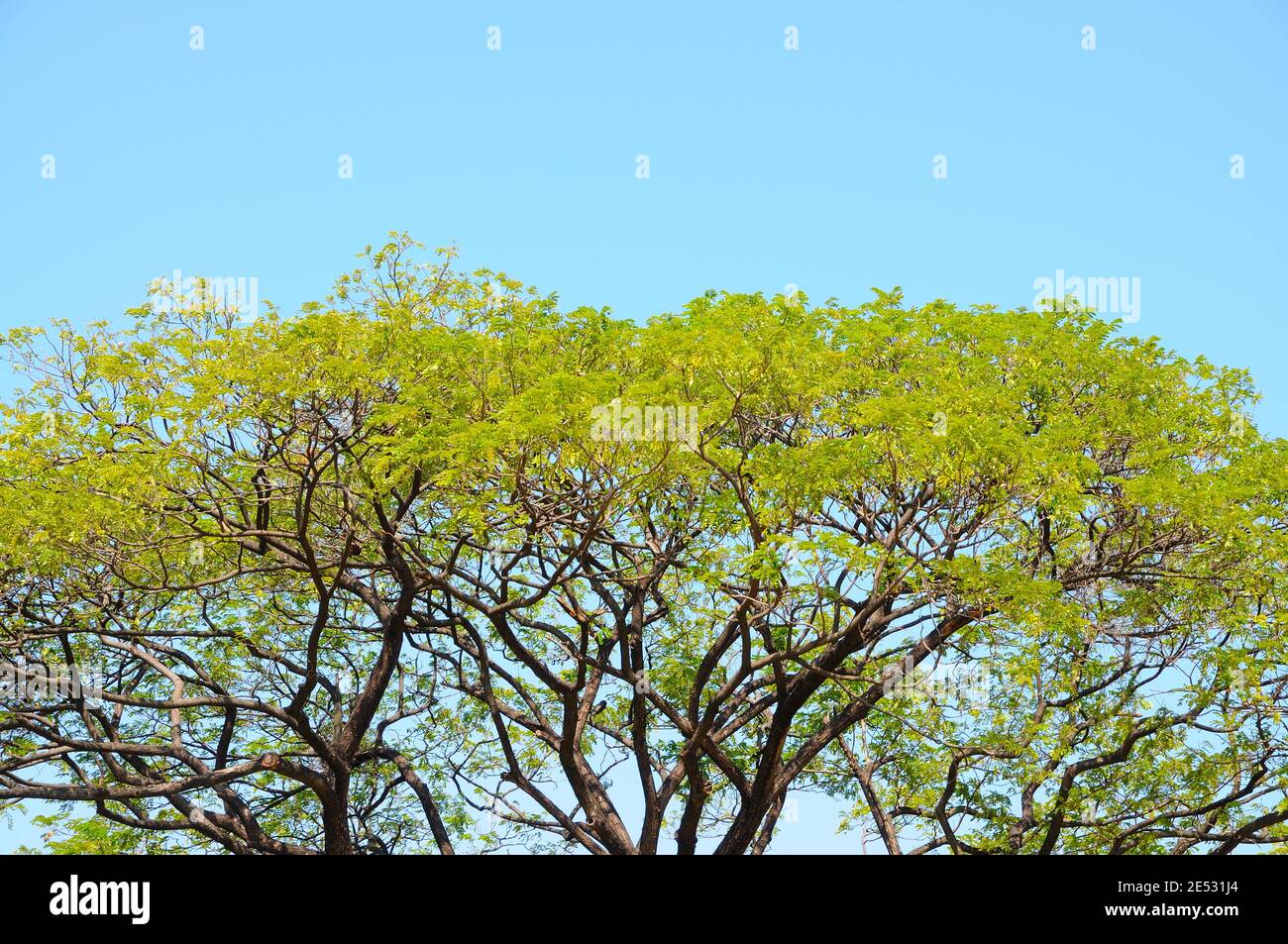 Tree Branches and Leaves on Blue Sky Stock Photo - Alamy