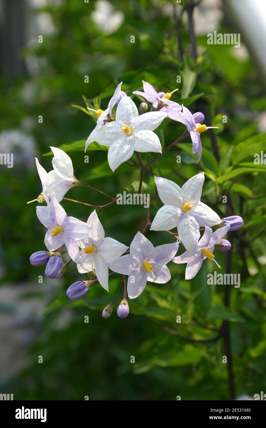 CLOSE UP OF THE WHITE FLOWERS OF SOLANUM JASMINOIDES COMMONLY KNOWN AS THE POTATO VINE. Stock Photo