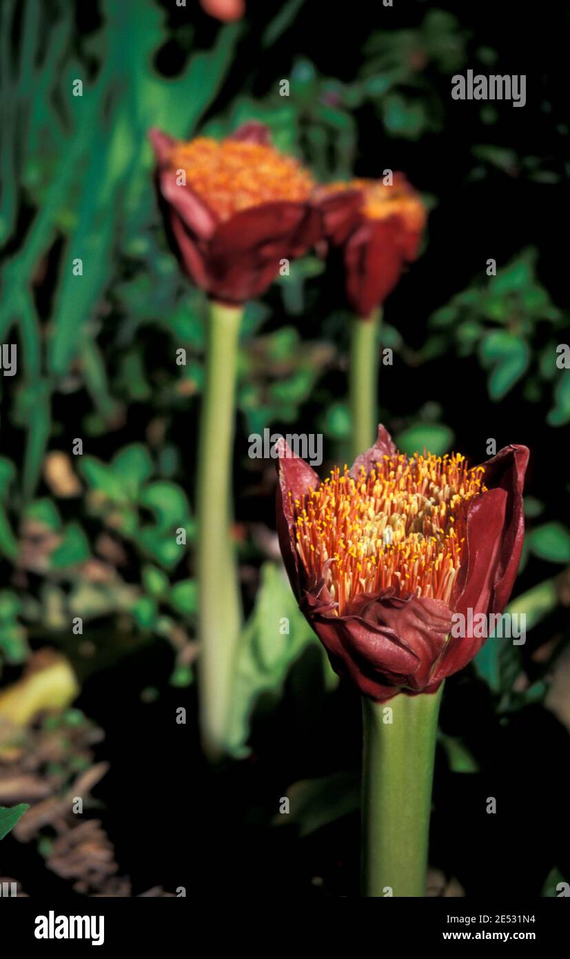 HAEMANTHUS NATALENSIS (SCADOXUS HAEMANTHUS) KNOWN AS TORCH LILY, PAINTBRUSH, BLOOD LILIES, BLOOD FLOWERS, MARCH LILIES Stock Photo