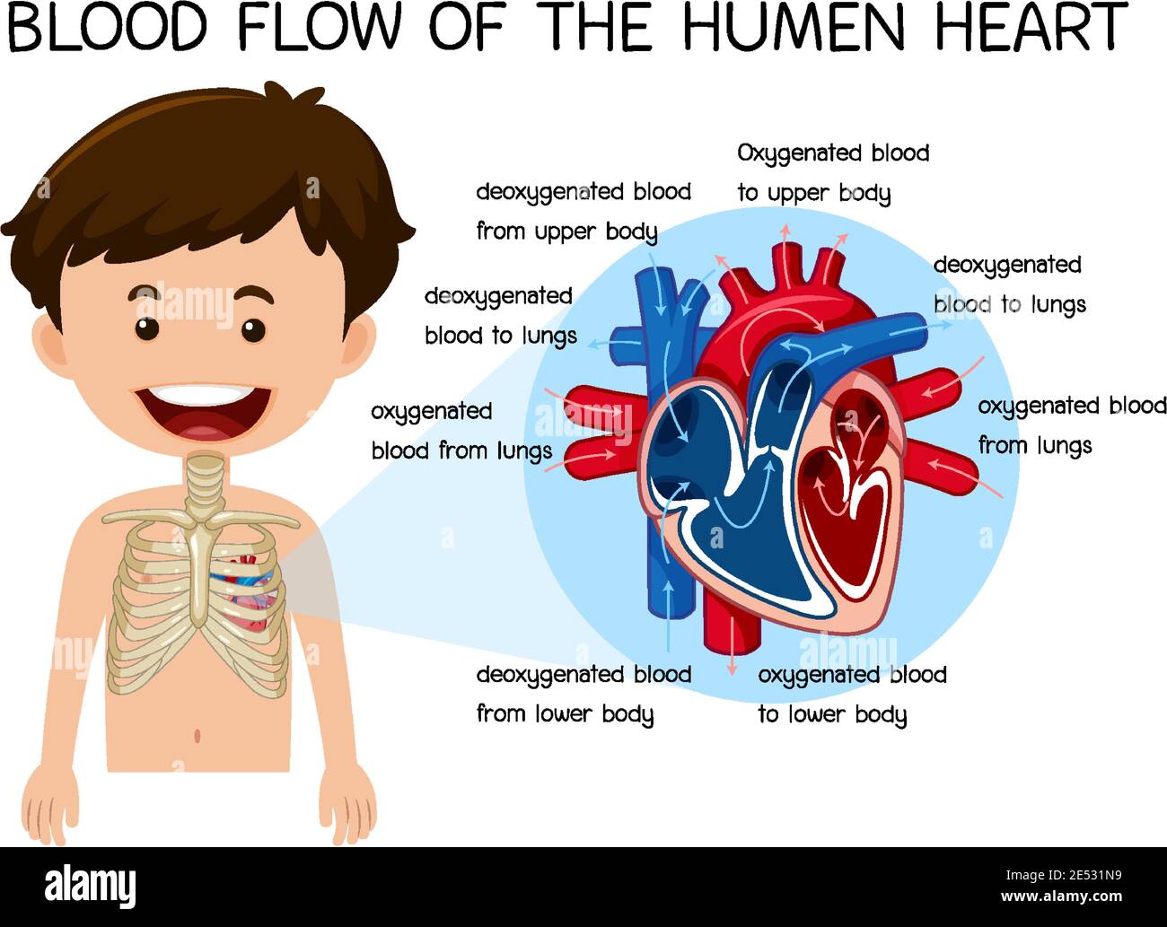 Blood flow of the human heart illustration Stock Vector Image & Art - Alamy