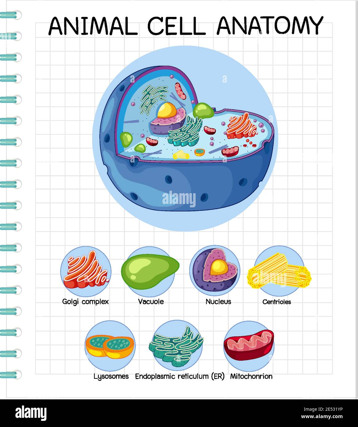 Anatomy of animal cell (Biology Diagram) illustration Stock Vector Image &  Art - Alamy