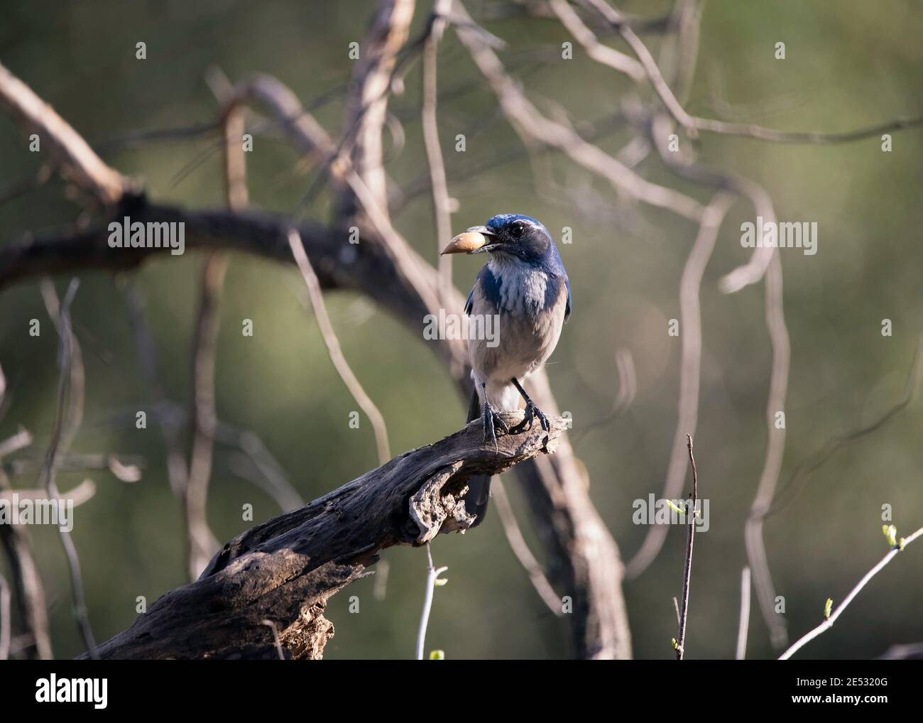 California Scrub-Jay (Aphelocoma californica) holds an acorn in its beak in Franklin Canyon, Los Angeles, CA. Stock Photo