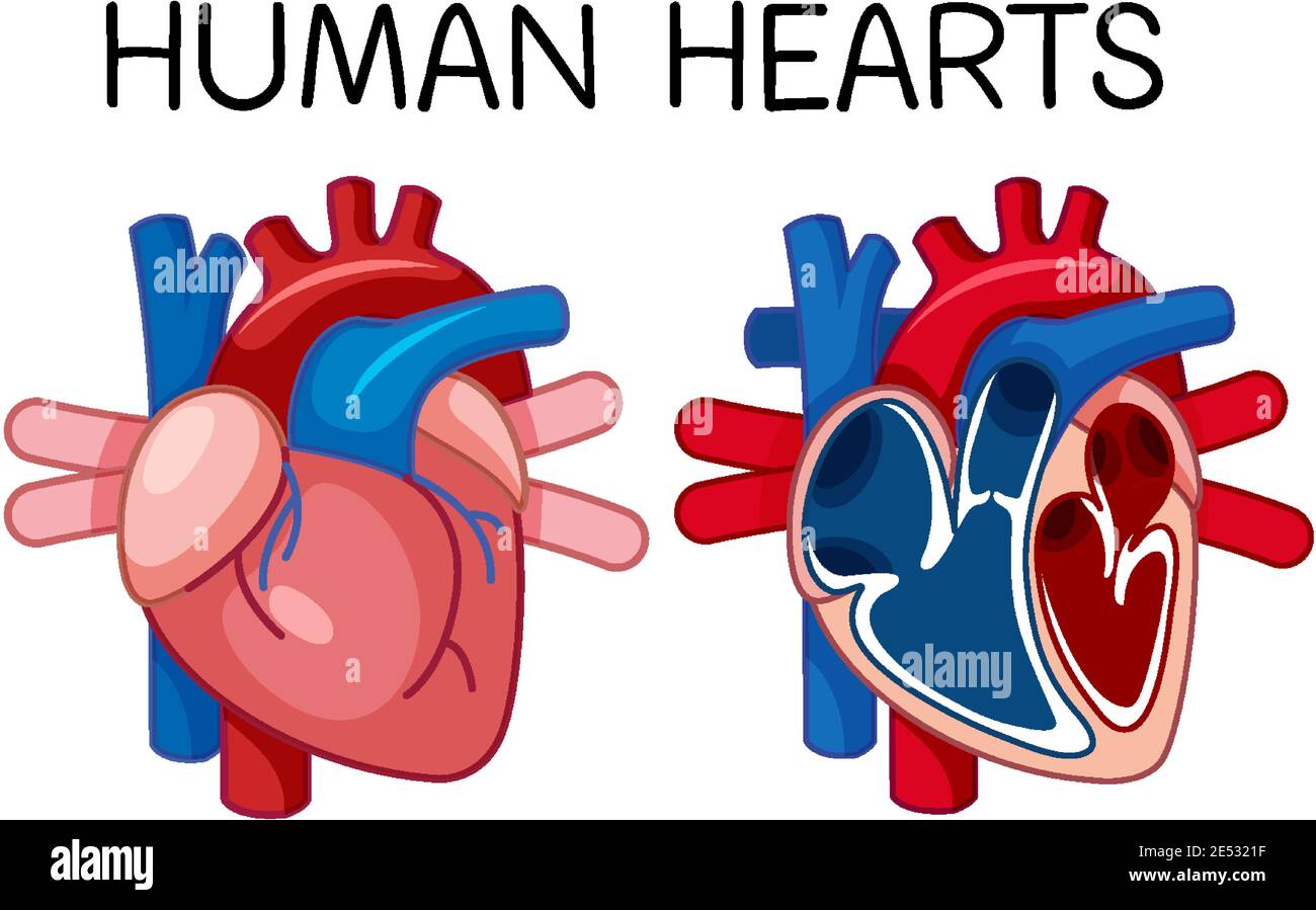 Information poster of human heart illustration Stock Vector Image & Art ...
