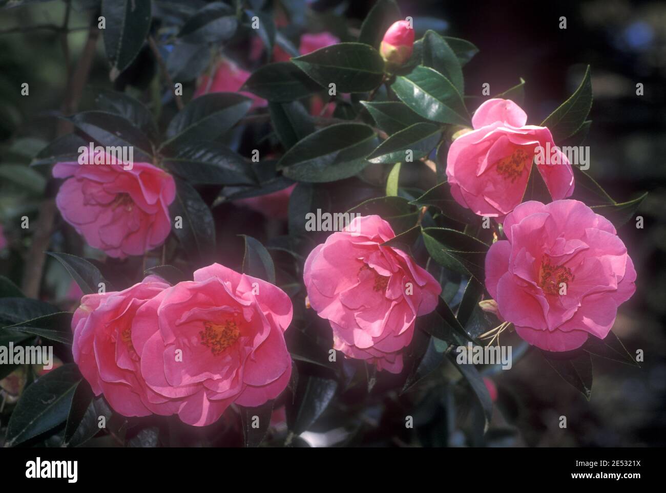 PINK CAMELLIA FLOWERS Stock Photo