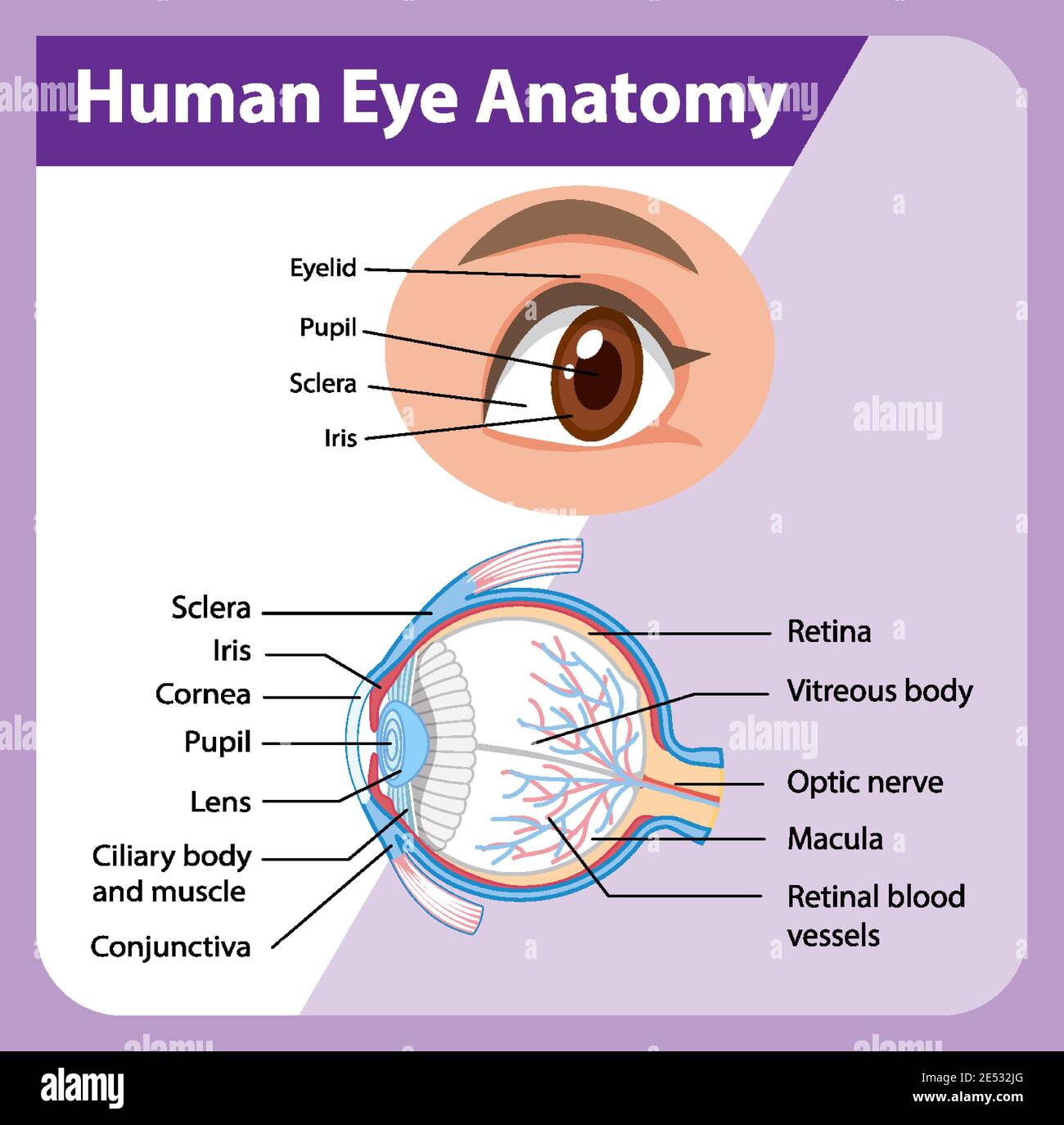 Diagram of human eye anatomy with label illustration Stock Vector