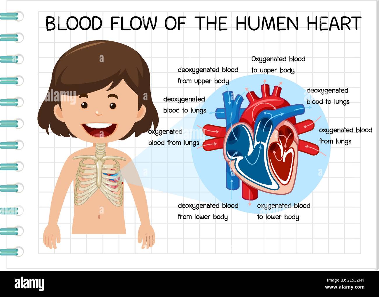 Diagram of Blood Flow of the Human Heart illustration Stock Vector ...