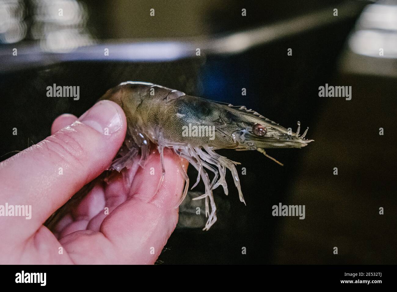 20 January 2021, Lower Saxony, Gronau (Leine): An adult White Tiger shrimp in the shrimp farm New Seas. Shrimps are becoming increasingly popular, and not just in upscale cuisine. Several German companies are breeding crustaceans that are actually found in tropical waters. Most recently, 'Neue Meere' has launched in Gronau, Lower Saxony - the start-up wants to market its delicacies via a farm shop and the Internet. Photo: Ole Spata/dpa Stock Photo