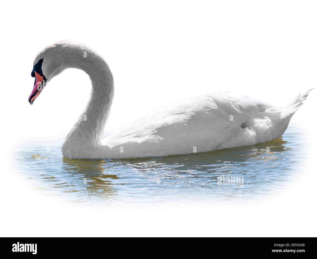 Graceful white Swan swimming in the lake, isolated on white background. Portrait of a white swan swimming on a lake. The mute swan, latin name Cygnus Stock Photo