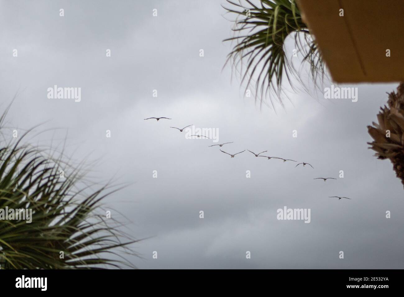 Flock of birds in flight Stock Photo