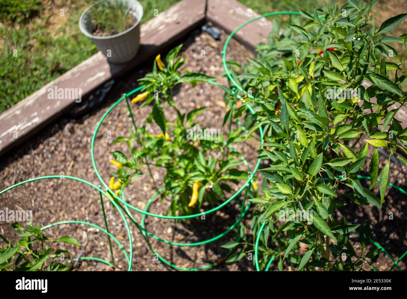 Peppers growing pots hi-res stock photography and images - Alamy