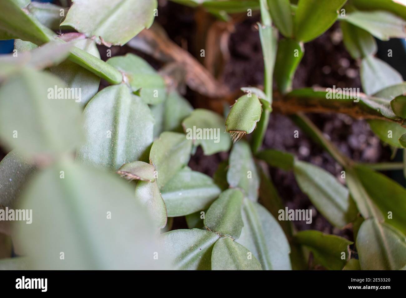 Christmas Cactus close-up Stock Photo