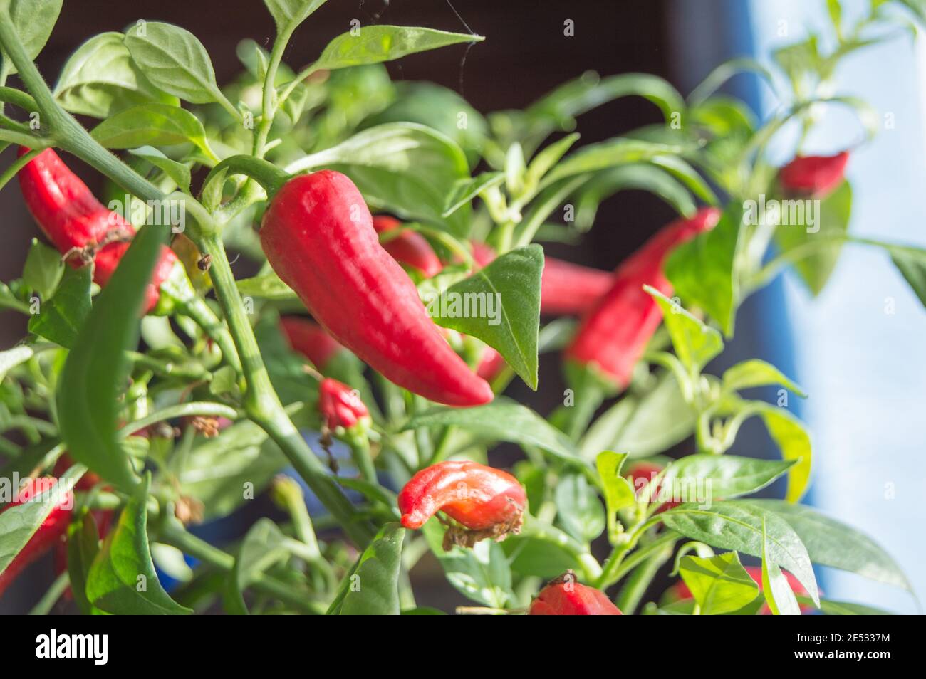 Hot chili pepper with red fruits growing on a bush, closeup Stock