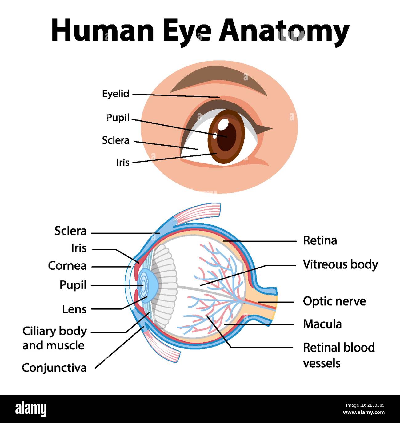 Anatomy Of Human Eye And Descriptions Stock Vector