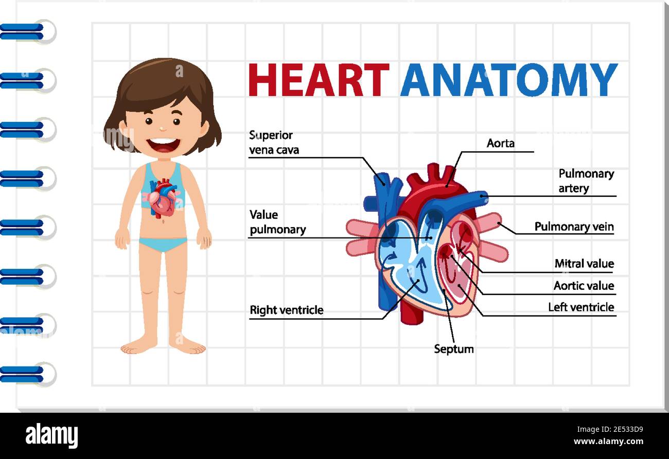 Information poster of human heart diagram illustration Stock Vector