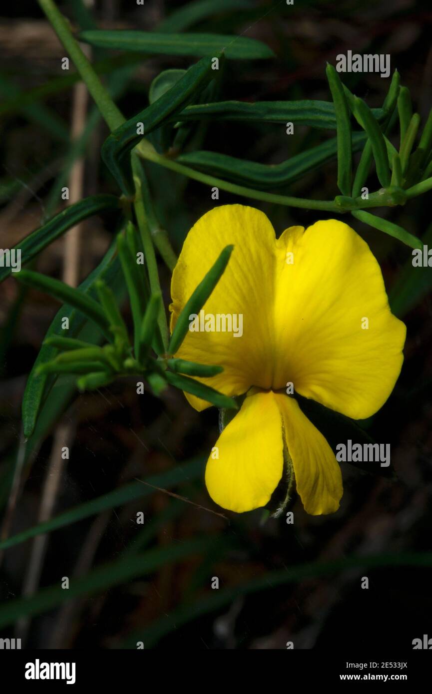 The Pea family in Australia is very big - and very confusing! I think this is a Common Wedge Pea (Gompholobium Hueglii), also known as Karalia. Stock Photo