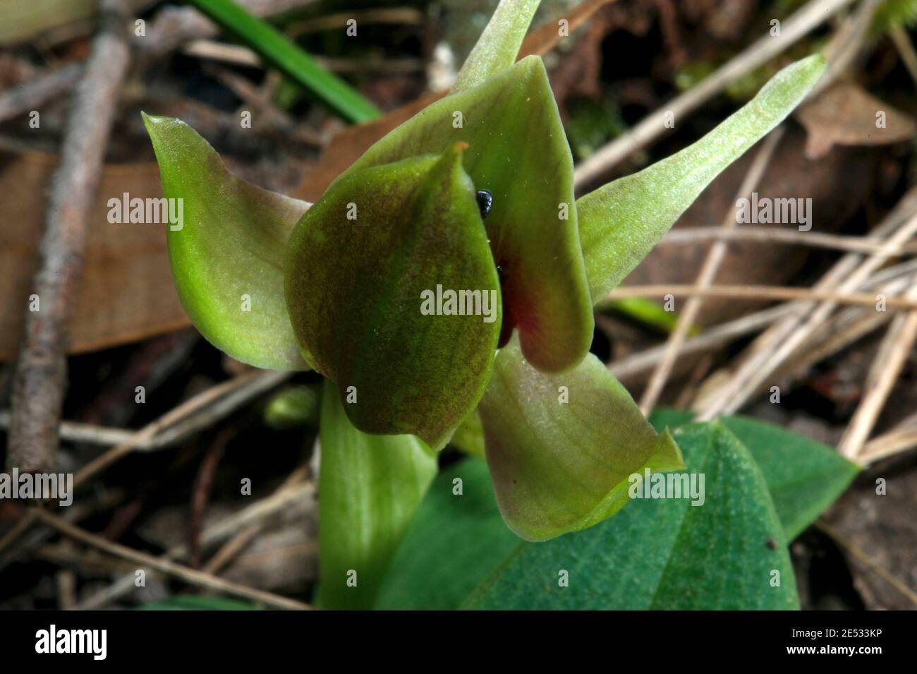 Common Bird Orchids (Chiloglottis Valida) are hard enough to find, but these rare Green Bird Orchids (Chiloglottis Cornuta) are much harder to find. Stock Photo