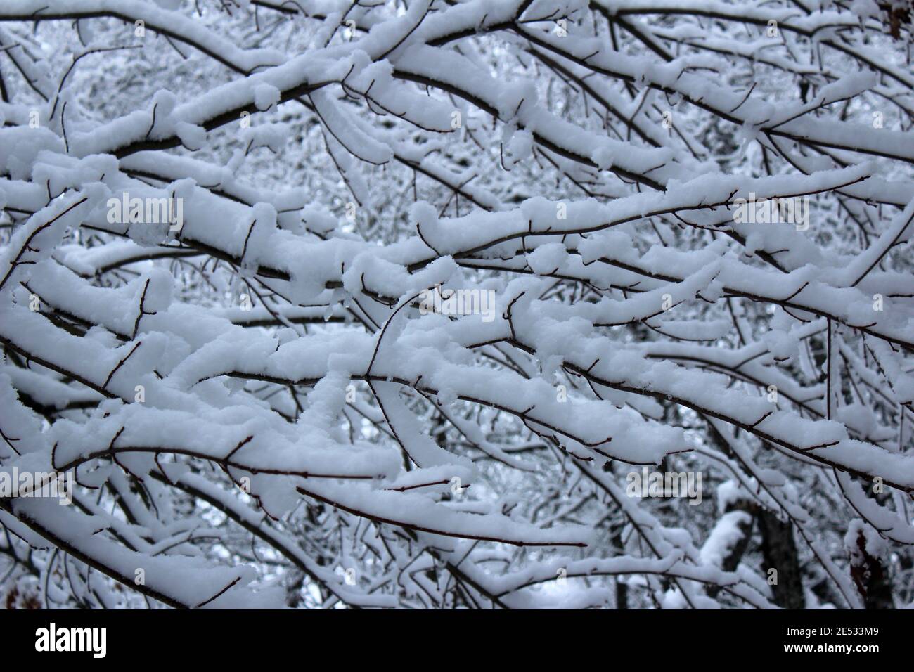 Heavy Snow Coats The Branches of a Tree Stock Photo
