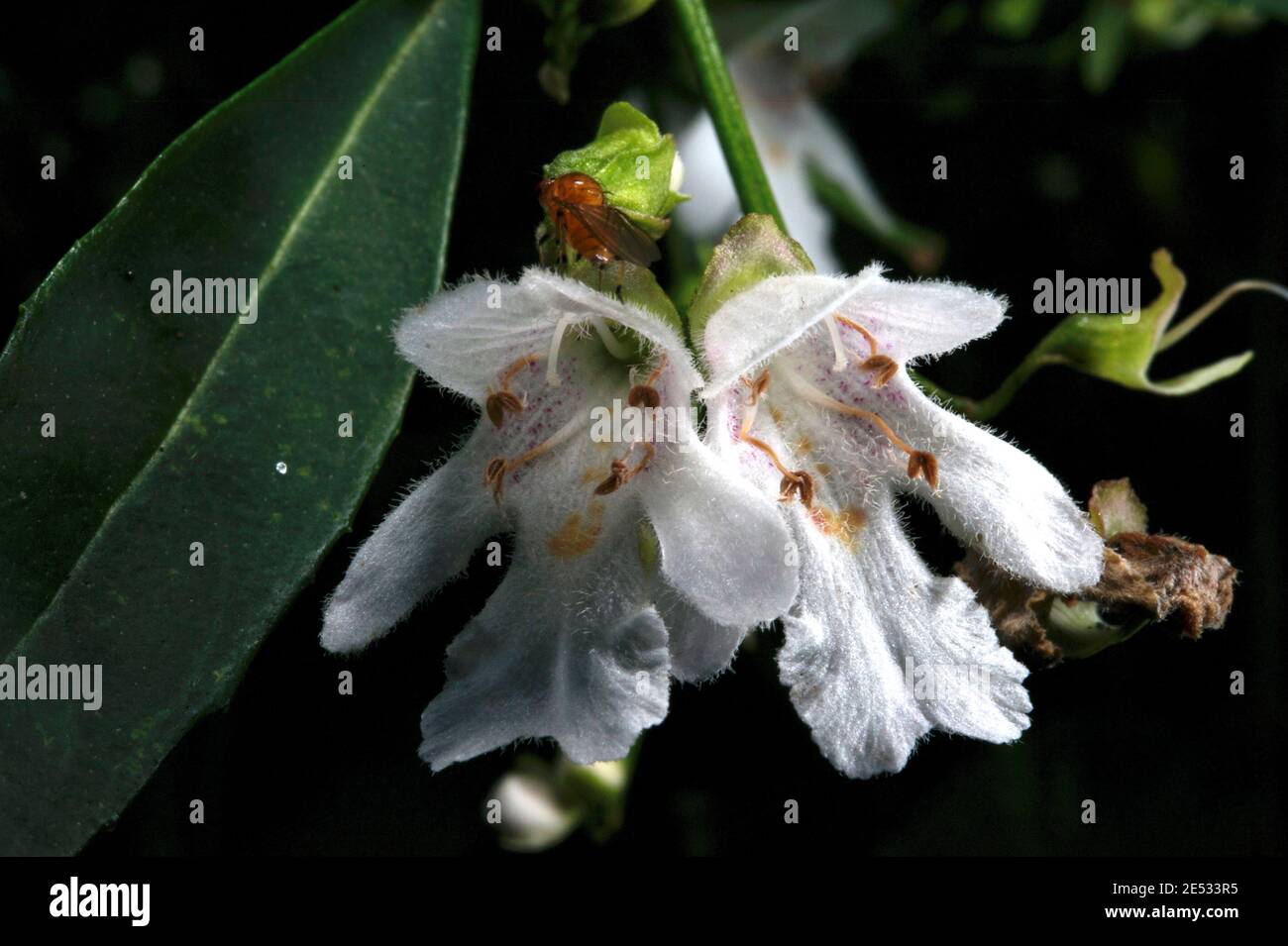 This is a Victorian Christmas Bush (Prostanthera Lasianthos) - also known as Mint Bush- it flowers at Christmas - and the crushed leaves smell of mint Stock Photo