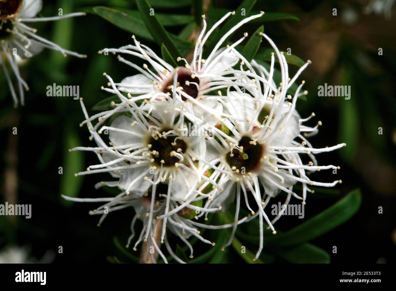 Burgan (Kunzea Ericoides) in bloom - the whole tree was covered in these gorgeous blossoms.This one was lighting up the woods at Baluk Willam Reserve. Stock Photo