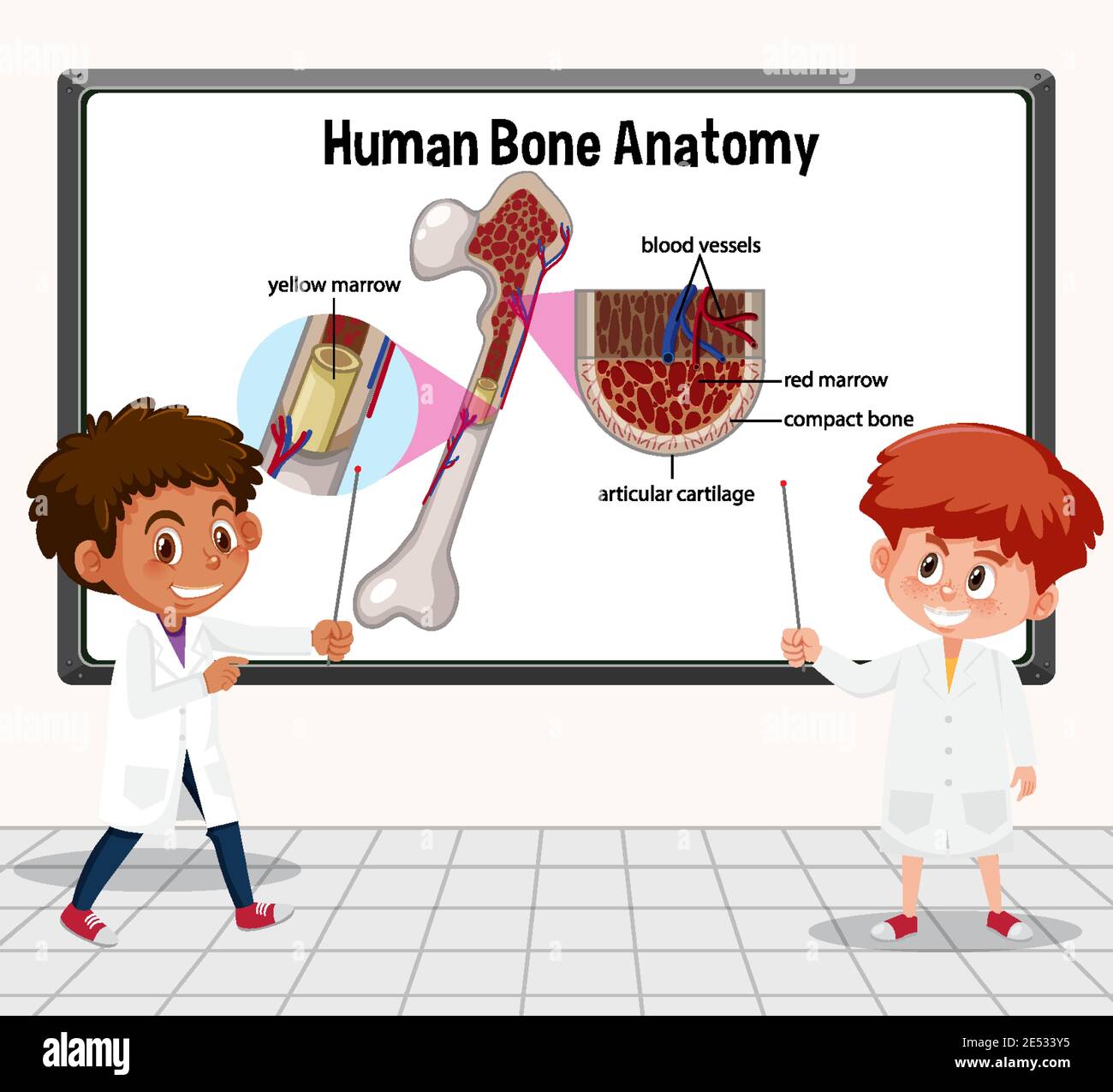 Young scientist explaining human bone anatomy in laboratory