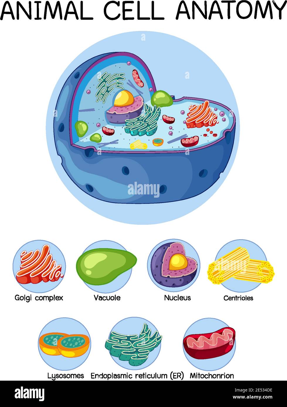 Anatomy of animal cell (Biology Diagram) illustration Stock Vector Image & Art - Alamy Anatomy of animal cell (Biology Diagram) illustration Stock Vector Image & Art - Alamy
