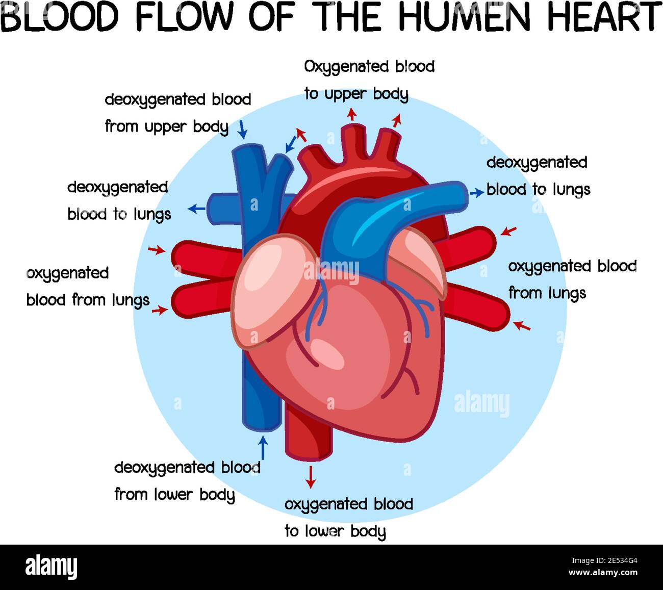 Heart Blood Flow Simple Anatomy Diagram Cardiac 45 OFF