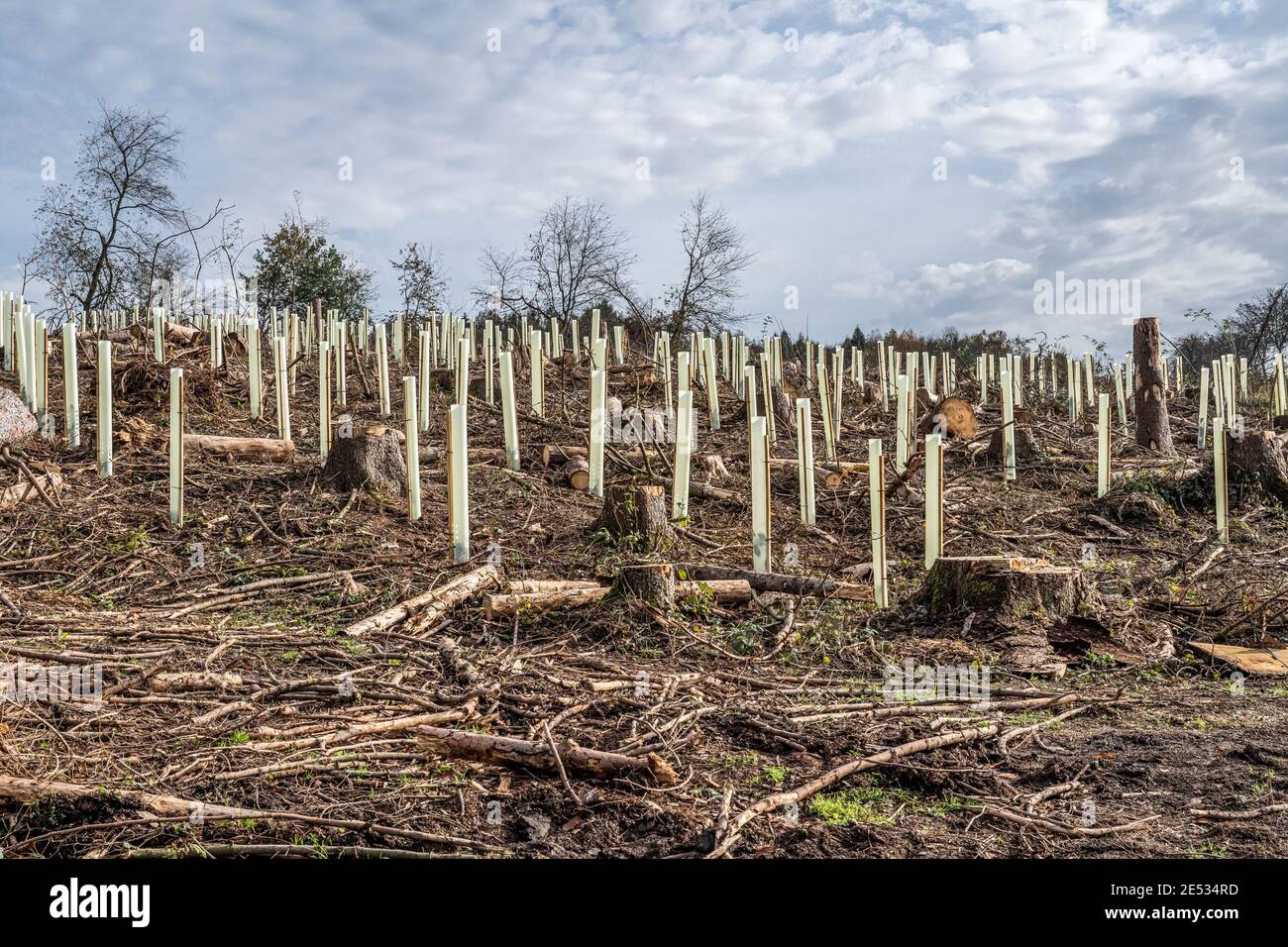 chopped Woodland new plantation Germany replanted with new sapling ...
