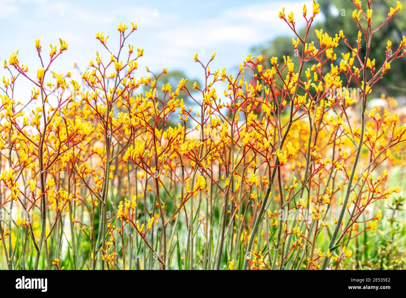 Yellow Kangaroo Tail Plants  in an Australian garden setting Stock Photo