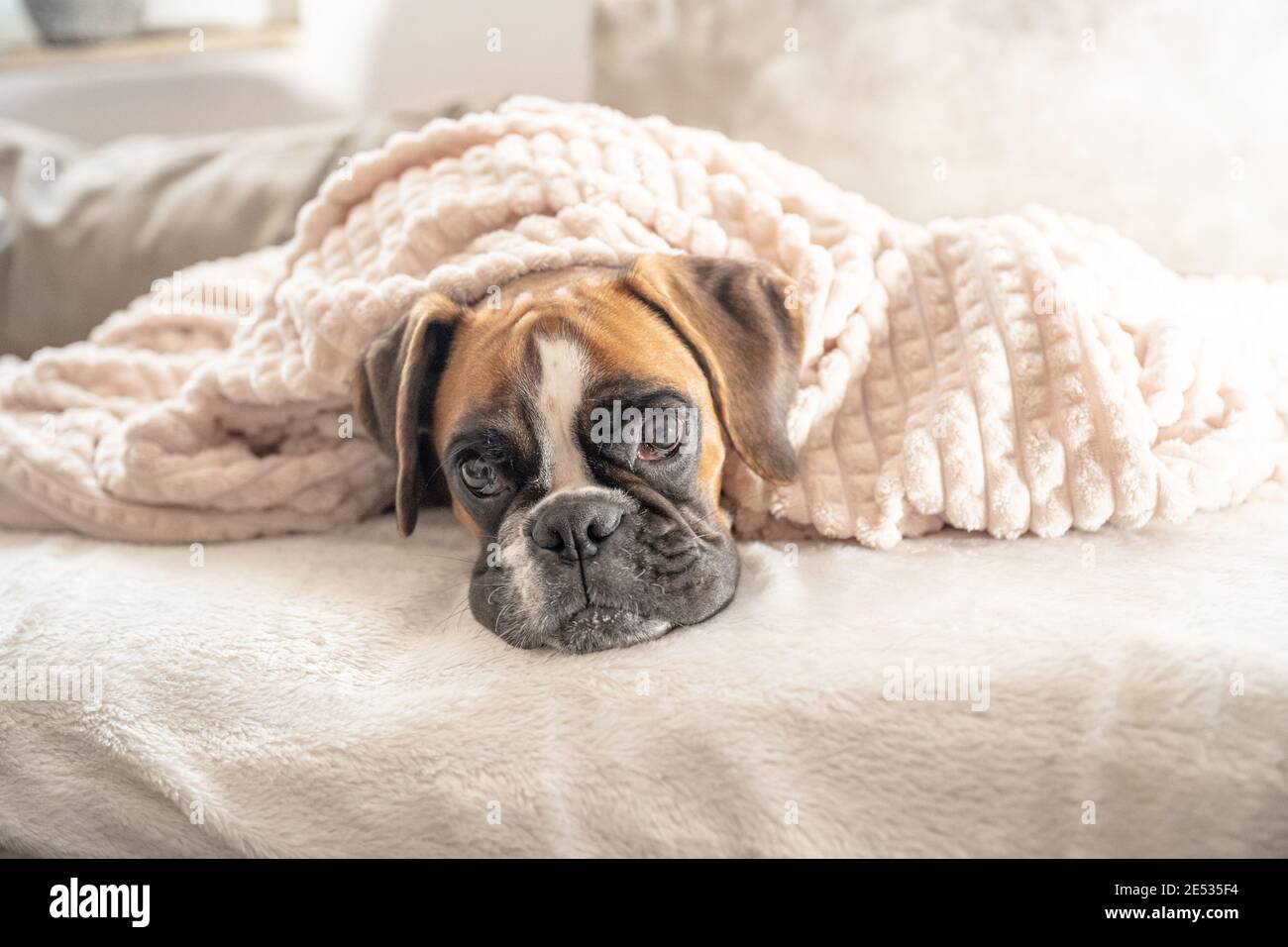 How Can Dogs Sleep Under Blankets