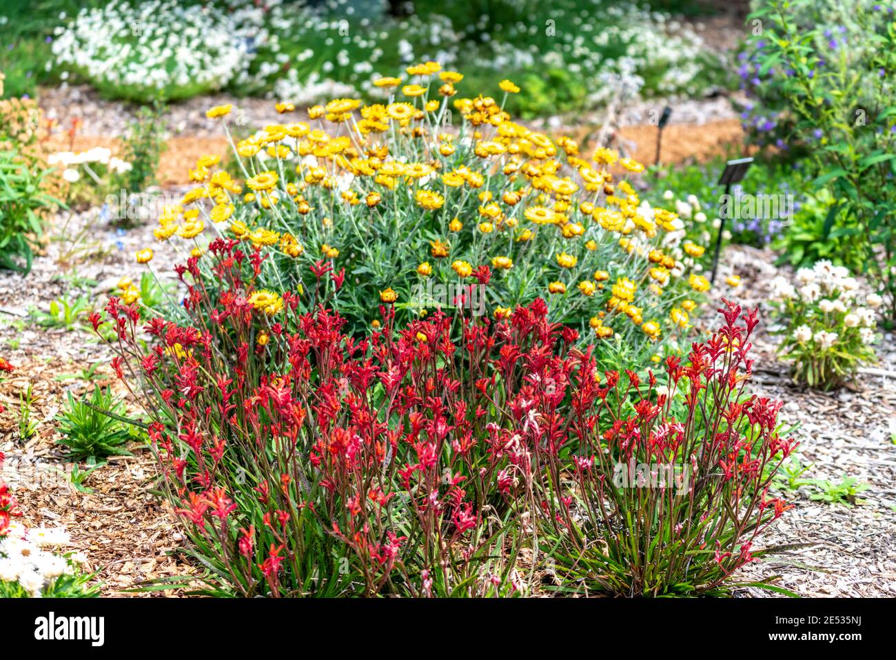 Red Kangaroo Paw Plants in front of Yellow Daises  in an Australian garden setting Stock Photo
