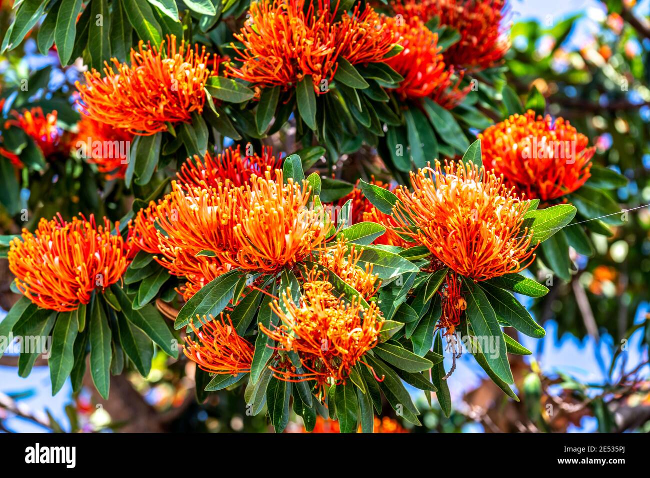 Stunning endemic plant hires stock photography and images Alamy