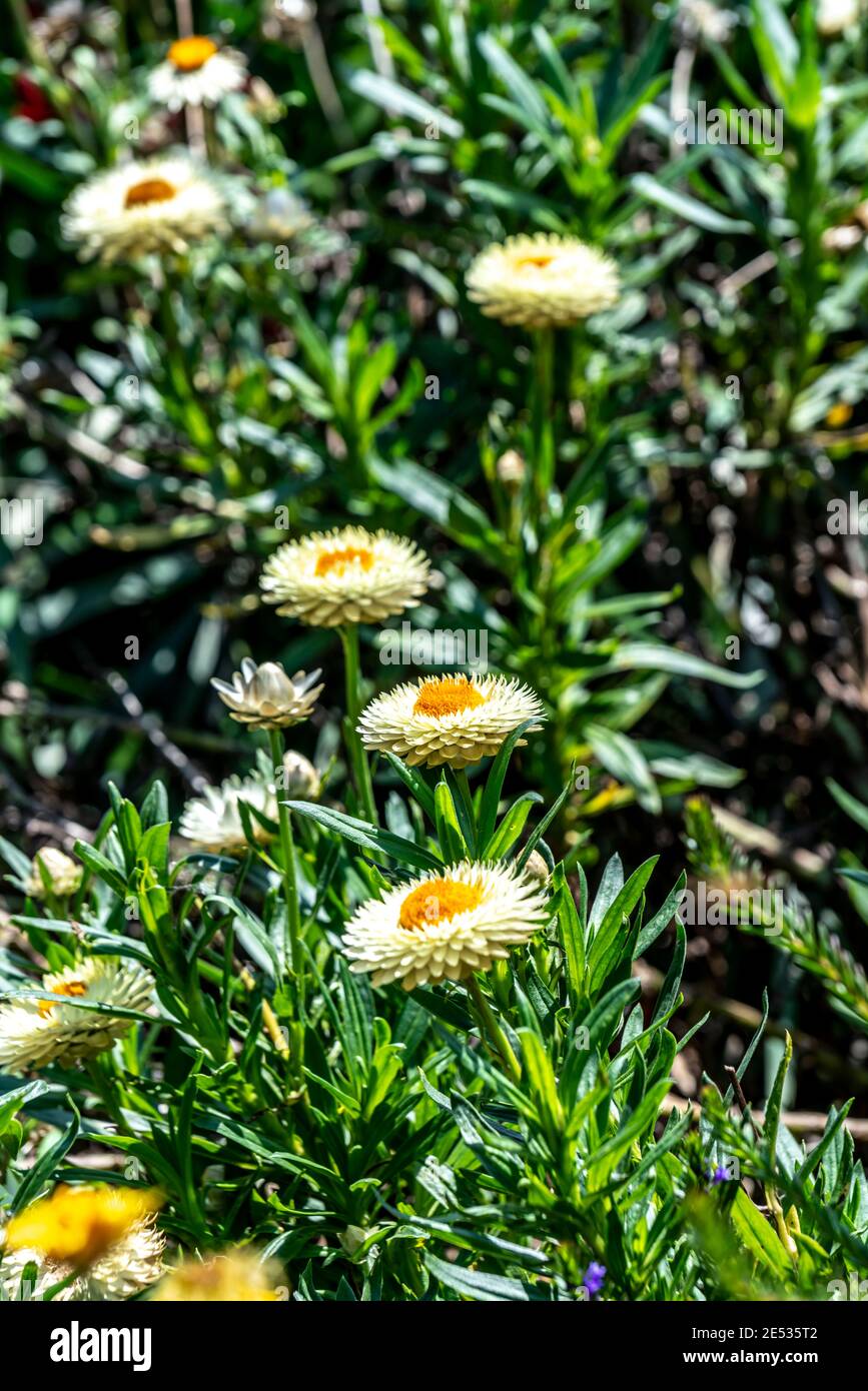 White Paper Daisies with a yellow centre  in an Australian garden setting Stock Photo