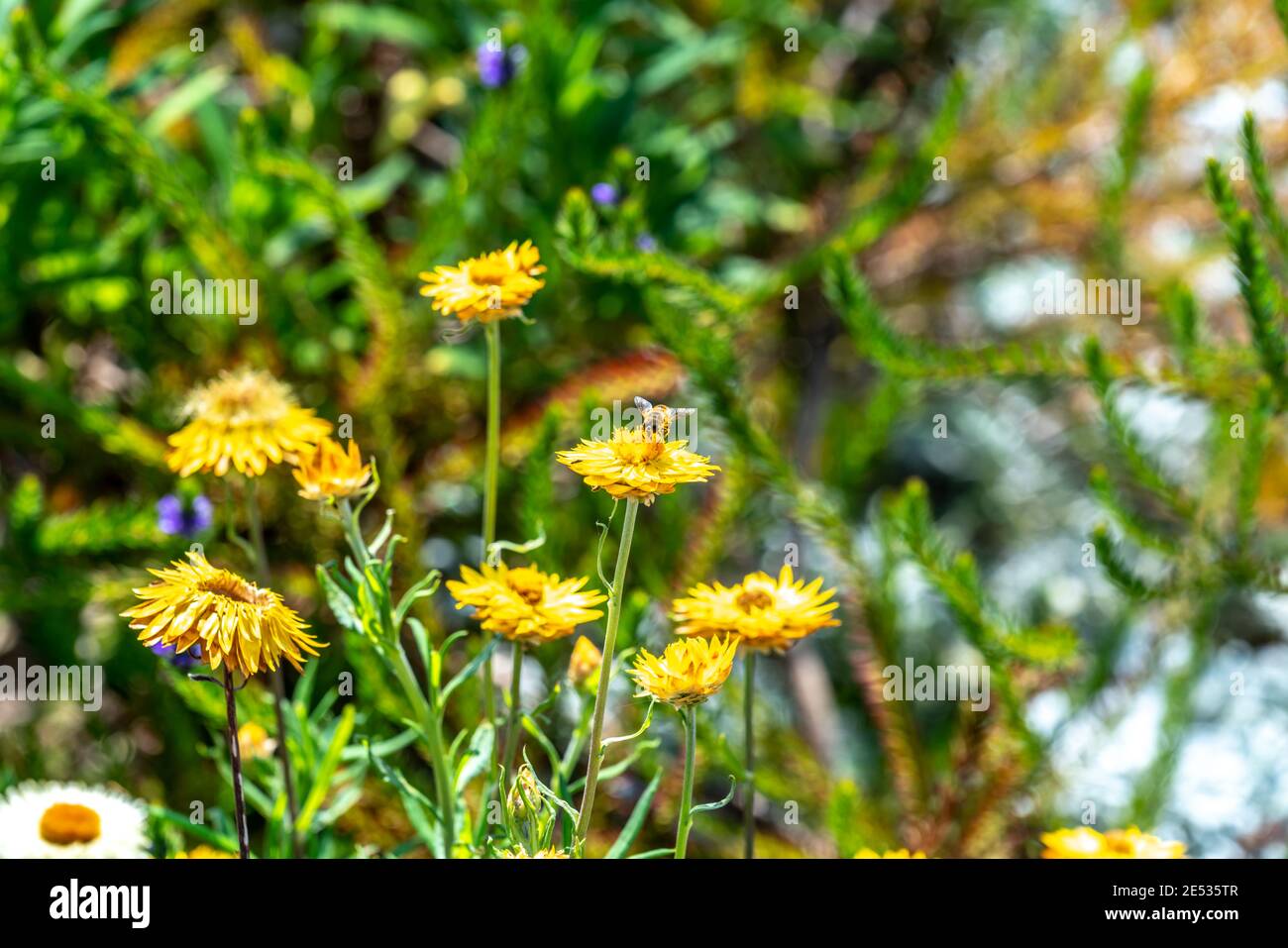 A bee gathers nectar on a bunch of Yellow Paper Daisies,  in an Australian garden setting Stock Photo