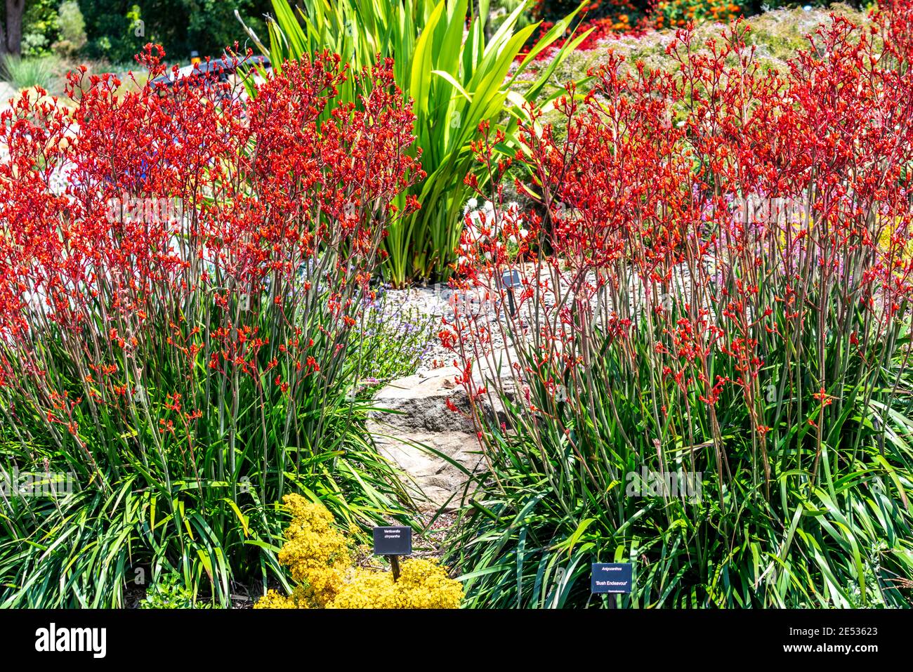 Red Kangaroo Paw Plants in a in an Australian garden setting Stock