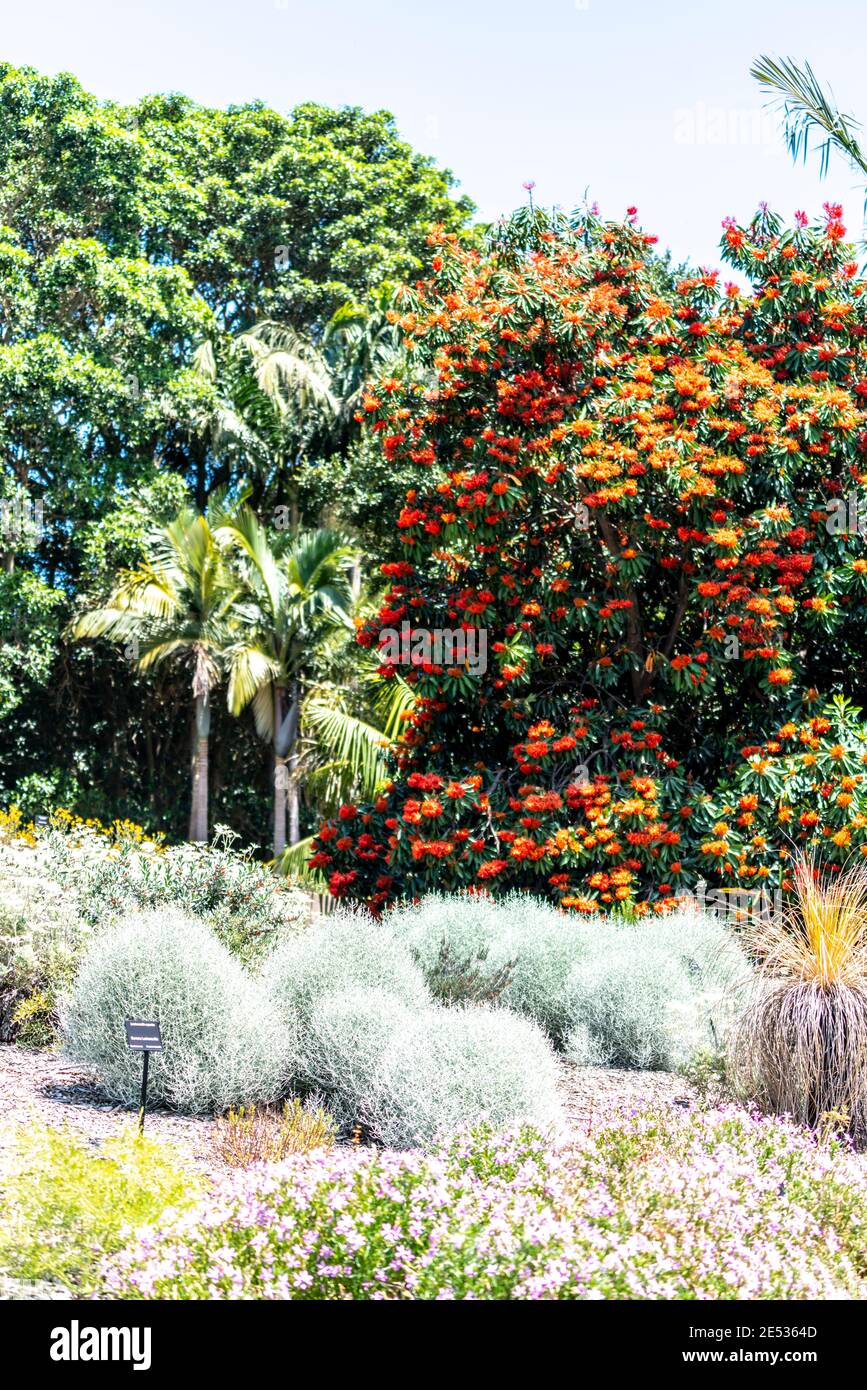 Silver Cushion Bushes in front of an orange colorful Leucodendron in an Australian garden setting Stock Photo