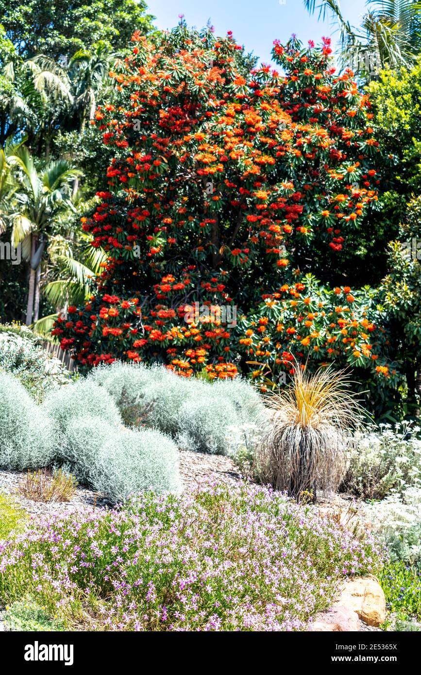 Silver Cushion Bushes in front of an orange colorful Leucodendron in an Australian garden setting Stock Photo