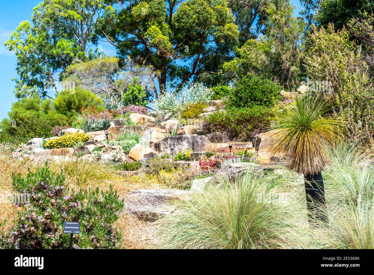 Australian native garden ground covers and shrubs in a terraced sandstone rock garden Stock Photo
