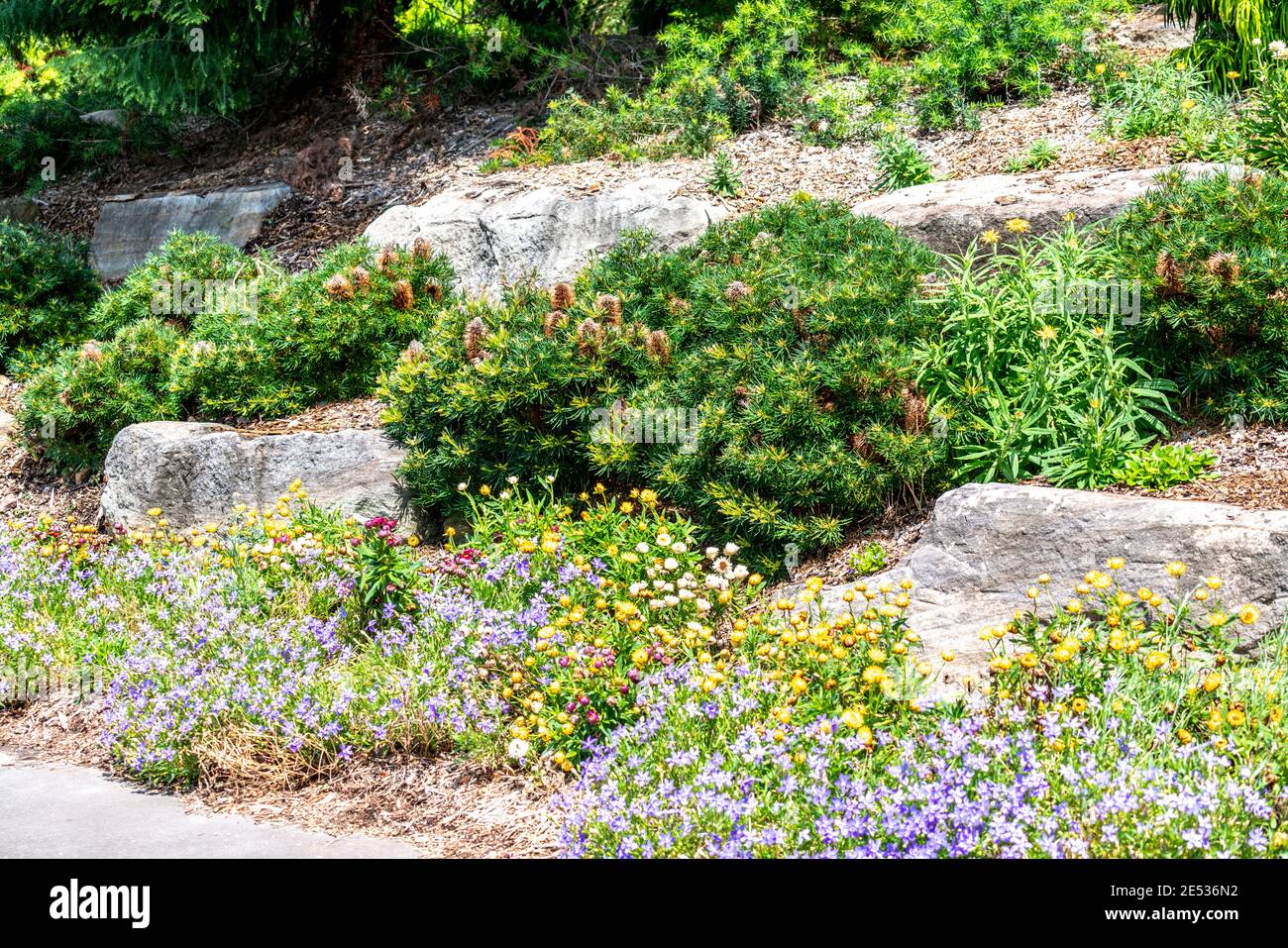 Australian native garden ground covers and shrubs in a terraced sandstone rock garden Stock