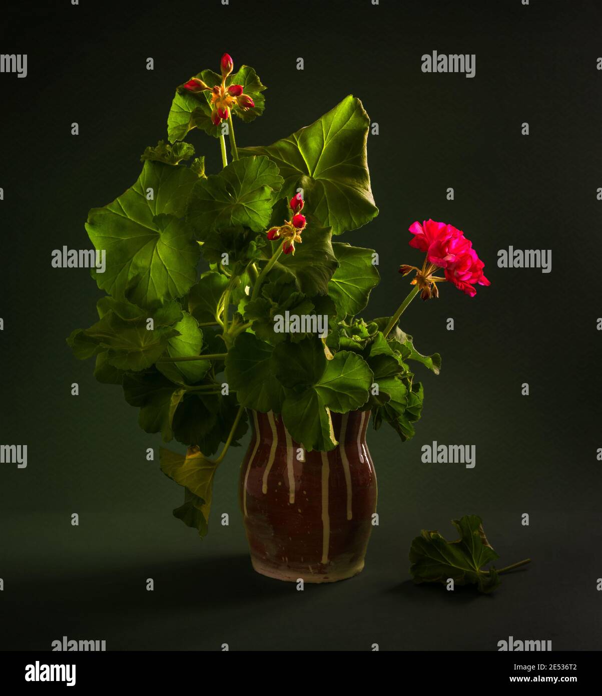 Still life with blooming geraniums on a dark background. Vintage. Retro