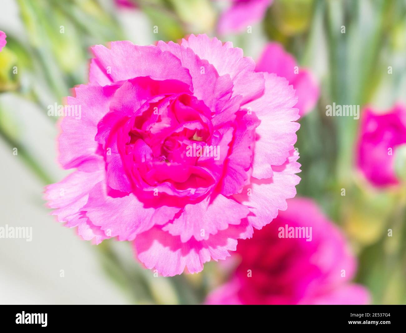 Carnation (Dianthus caryophyllus) is a species of Dianthus. Dianthus caryophyllus is a herbaceous perennial plant growing up to 80 cm (31 1⁄2 in) tall Stock Photo