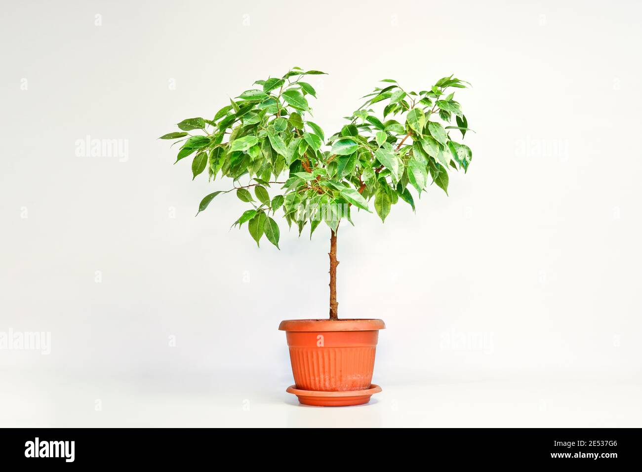 plant potted 8 Artificial Mini Potted Plants