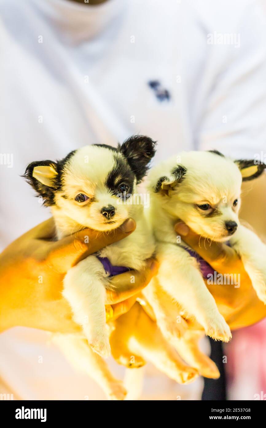 Two baby Chihuahua in hand, Lovely Stock Photo