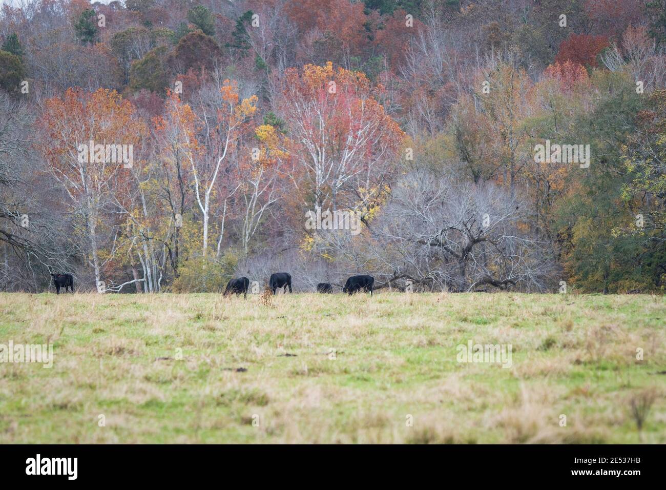Angus beef cattle grazing in an autumn pasture with colorful hillside of trees in the background. Stock Photo