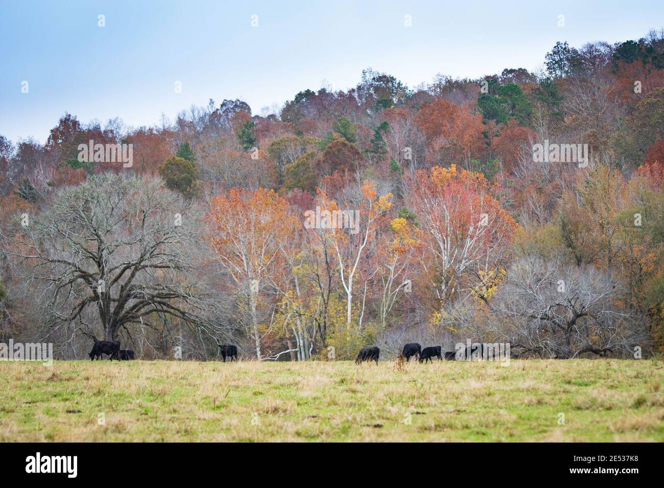 Landscape of Angus herd in autumn pasture in Appalachia with colorful hillside of trees in background. Stock Photo