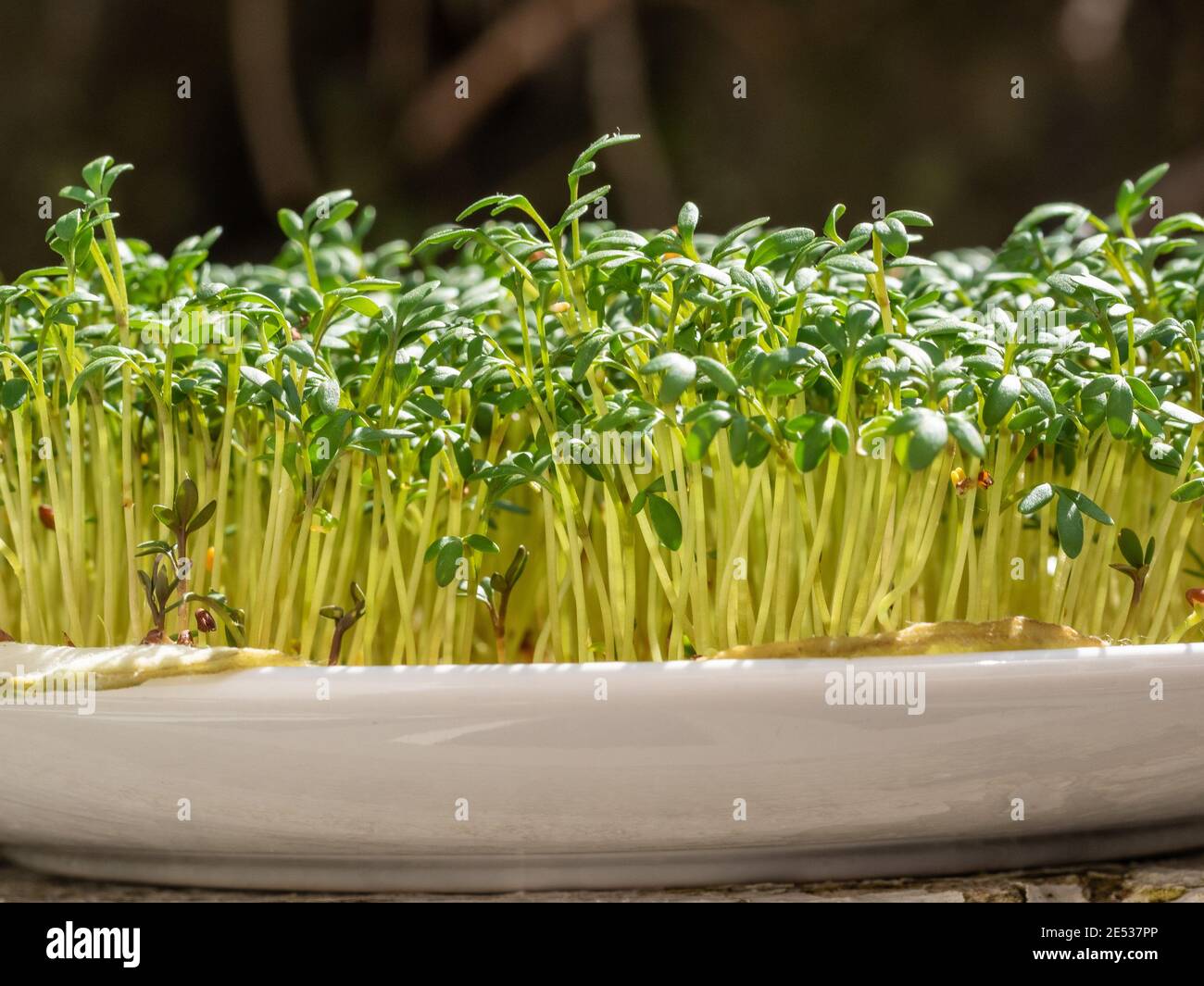 Garden cress (Lepidium sativum) is a fast-growing, edible herb that is botanically related to watercress and mustard, sharing their peppery, tangy fla Stock Photo
