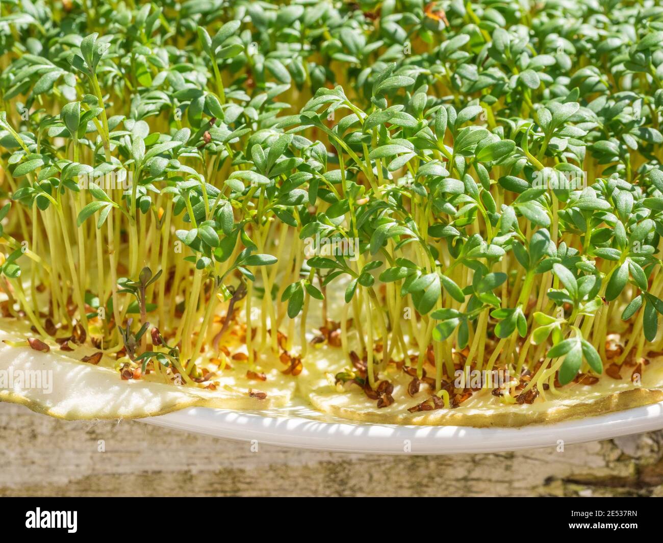 Garden Cress Herb