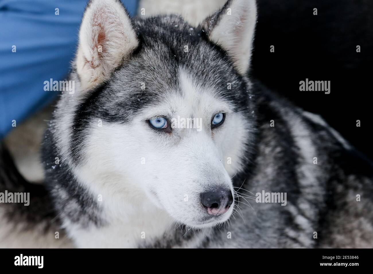 Portrait of a Siberian husky, friendship forever. Pet. Husky Stock