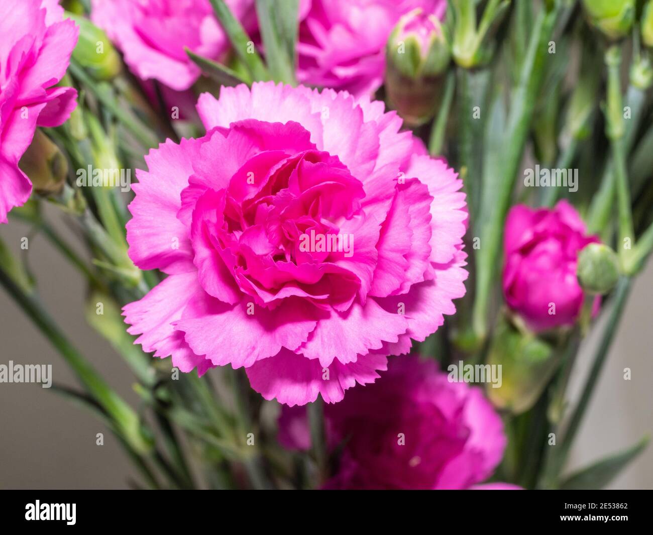 Carnation (Dianthus caryophyllus) is a species of Dianthus. Dianthus