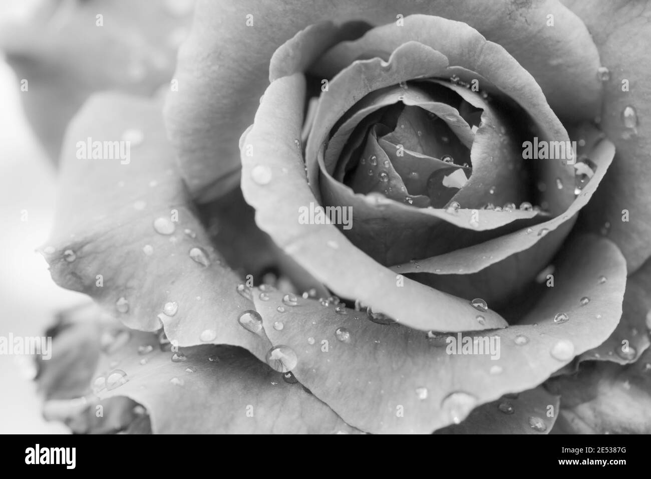 Black and white rose background with water drops, love Stock Photo - Alamy