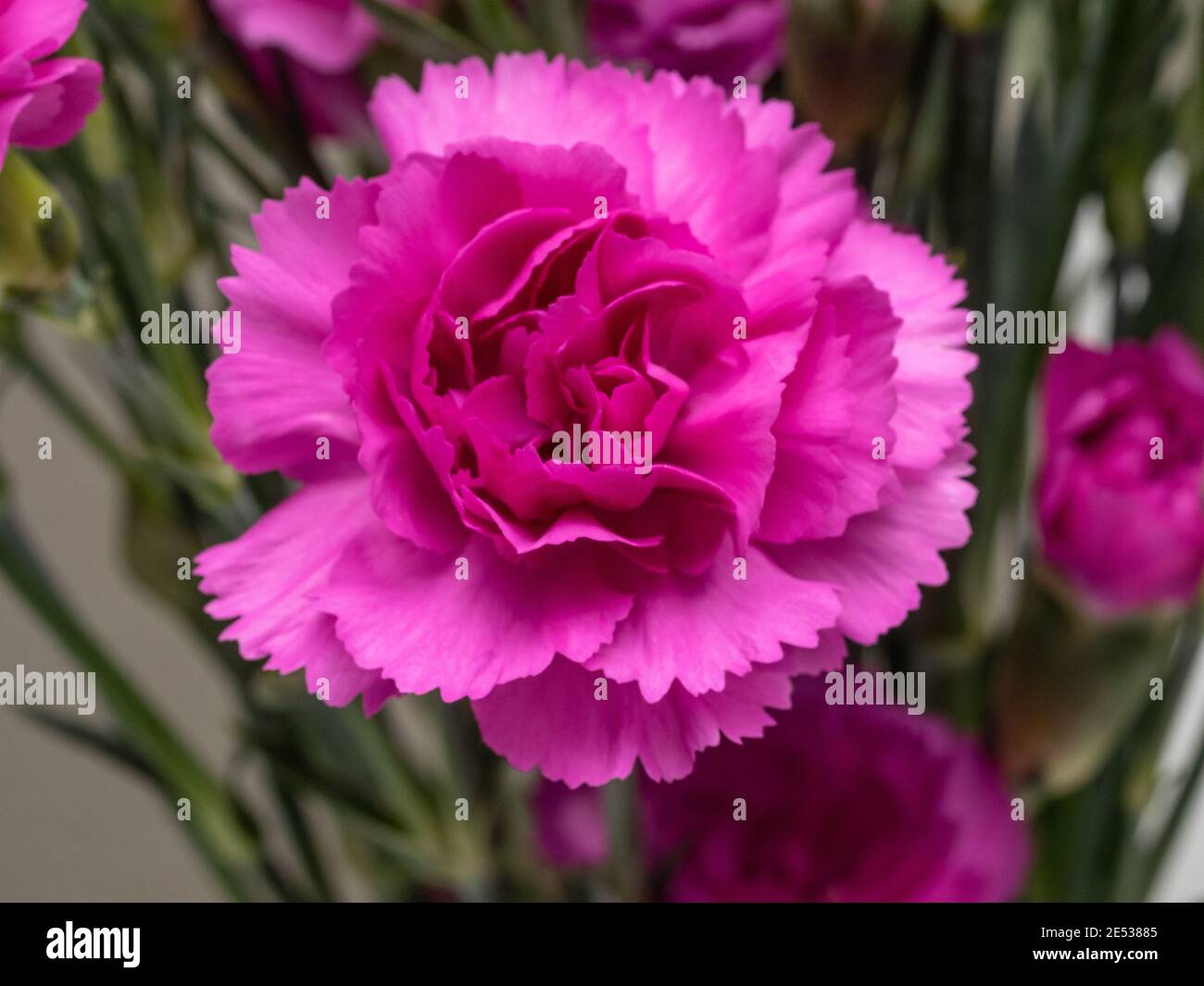 Carnation (Dianthus caryophyllus) is a species of Dianthus. Dianthus caryophyllus is a herbaceous perennial plant growing up to 80 cm (31 1⁄2 in) tall Stock Photo
